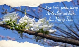 Lạc vào mùa hoa đỗ mai Vũng Tàu: Những cung đường ngập sắc trắng và hồng như phim anime