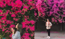 Check-in với bức tường hoa giấy siêu phẩm: Mộng mơ tựa "Hội An thu nhỏ"