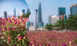 Giới trẻ TP.HCM rộn ràng rủ nhau "check-in" cánh đồng hoa tím mộng mơ