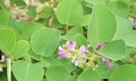 Kim tiền thảo điều trị sỏi niệu, sỏi mật, viêm gan, viêm thận