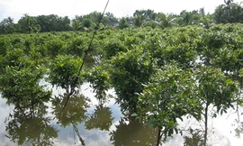 Vỡ bờ bao, hàng trăm nhà dân bị triều cường nhấn chìm