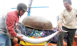 Những biên đội tàu cá Hoàng Sa, Trường Sa