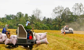 Giá tốt, thương lái sớm đặt cọc mua lúa hè thu ở ĐBSCL