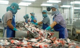 Cá tra vào danh mục đối tượng thủy sản nuôi chủ lực