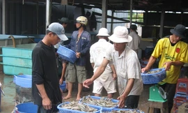 Mỹ trở thành thị trường số 1 của xuất khẩu tôm Việt Nam