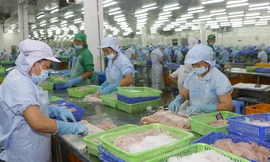 Xuất khẩu thủy sản sang EU năm 2020 dự báo đạt hơn 1 tỷ USD
