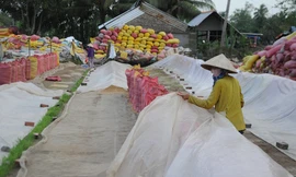 Đề nghị kiểm tra, hủy toàn bộ tờ khai xuất khẩu gạo lúc 0 giờ