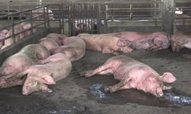 Cần Thơ phát hiện 11 ổ dịch tả lợn châu Phi