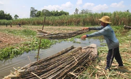 Áp dụng thuế chống bán phá giá đối với đường mía từ Thái Lan
