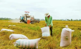 Gạo xuất khẩu tăng mạnh về khối lượng lẫn giá trị