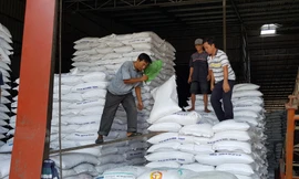 Philippines loại bỏ kế hoạch nhập khẩu 300.000 tấn gạo