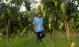 Cần làm gì để đẩy mạnh xuất khẩu trái cây Việt Nam?