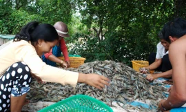 Dịch COVID-19 gây khó khăn nhưng cũng mở ra cơ hội cho ngành tôm