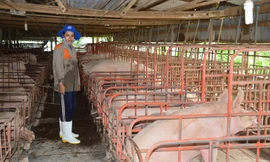 Xuất hiện dịch tả lợn châu Phi tại Hậu Giang