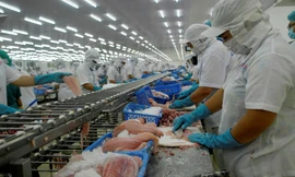 Ngành cá tra lao đao, người nuôi 'treo ao'