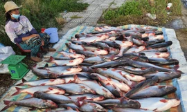 Xuất khẩu cá tra sang Trung Quốc có thể gián đoạn đến hết quý I năm 2021