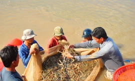 Chấn chỉnh quảng cáo trên truyền hình sau vụ làm xấu hình ảnh con tôm