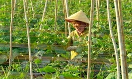 Campuchia cấm nhập khẩu 6 loại nông sản từ Việt Nam