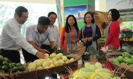 Gỡ khó khâu kiểm dịch trái cây xuất khẩu sang Mỹ