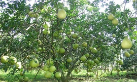 Hơn 80 nghìn héc ta cây ăn quả ở ĐBSCL khả năng bị ảnh hưởng do hạn, mặn