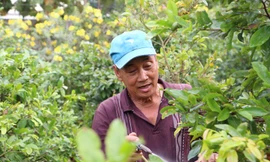 17.000 chậu mai vàng Hậu Giang phục vụ Tết