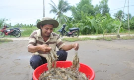 Doanh nghiệp dừng quảng cáo vì bị phản ánh làm xấu hình ảnh tôm Việt Nam