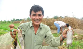 Thành phố Cần Thơ định chi 30 tỷ đồng diệt chuột: GS Võ Tòng Xuân nói gì?