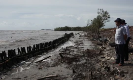Tuyến đê biển Tây Cà Mau từ Kiên Giang đến Mũi Cà Mau bị sạt lở nghiêm trọng trong mùa mưa bão, gió tây- nam hoạt động mạnh