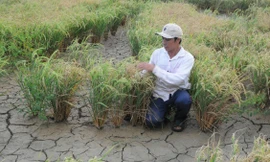 Thủ tướng hỏa tốc chỉ đạo theo dõi dòng chảy sông Mekong và xâm nhập mặn ở ĐBSCL