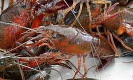 Đồng Tháp kêu gọi ngăn chặn tôm càng đỏ