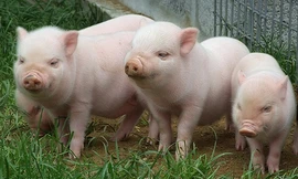 Cướp có vũ khí 'bắt cóc'… 100 con lợn