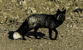 Con cáo đen cực kì hiếm