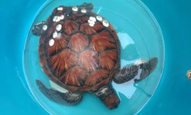 Con đồi mồi nặng 5,5kg mắc lưới ngư dân. Ảnh: LÊ TRUNG