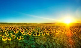 Tươi sáng 'Đồi hoa mặt trời'