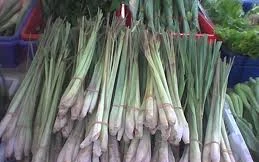 Vị thuốc từ cây sả