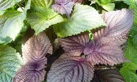 Lá tía tô xuất khẩu Nhật Bản giá 500-700 đồng/lá