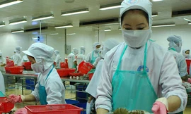 Nguy cơ mất thị trường tôm ở Nhật Bản