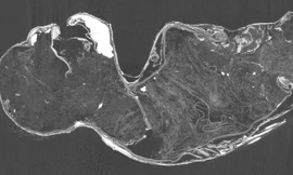 Xác ướp 'nàng tiên cá': Tạo vật rùng rợn hơn cả dự đoán