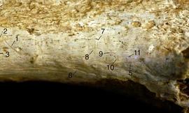 Phát hiện rùng rợn từ hóa thạch 'loài đầu tiên giống con người'