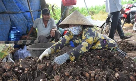 Loại củ làm đủ món ngon, bổ dưỡng được nông dân Bà Rịa-Vũng Tàu đào lên la liệt, thu hàng trăm triệu