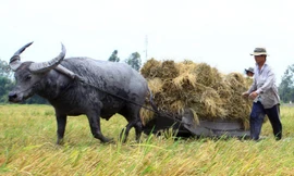 Èo uột cơ giới hóa nông nghiệp