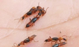 Kiến tấn công hàng trăm người tại Huế