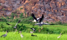 Ảnh minh họa. Nguồn: Internet