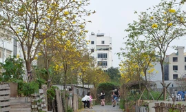 Người Hà Nội lại tấp nập check-in đường hoa phong linh vàng rực