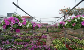 Thủ phủ trồng cây cảnh miền Bắc tấp nập, sặc sỡ sắc màu