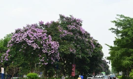 Ngắm hoa bằng lăng mộng mơ 'nhuộm tím' đường phố Hà Nội