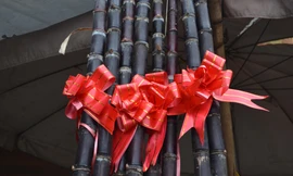 Mía lộc 'rục rịch' xuống phố, thắt nơ chờ giao thừa