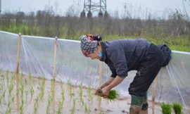 Đầu năm, nông dân ngoại thành Hà Nội cấy thuê kiếm tiền triệu