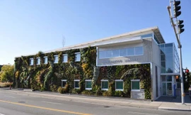 Bức tường tràn đầy... sức sống