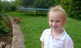 Chú cáo mê mẩn tiếng hát của bé gái